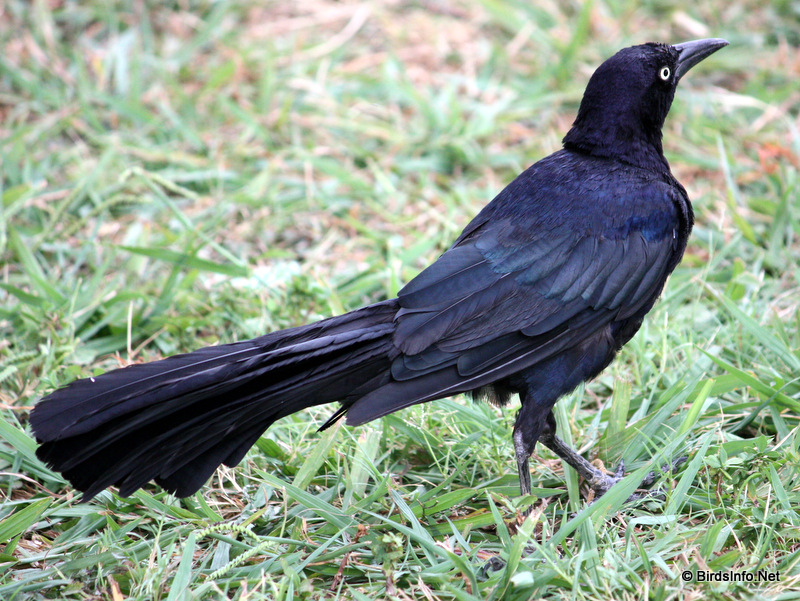 Boat-tailed Grackle